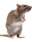 Krmivo a tyčinky pro potkany a myši