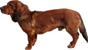 Alpský jezevčíkovitý brakýř