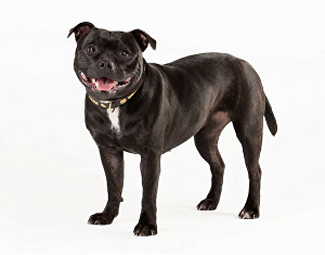 Stafordšírský bulteriér