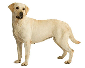 Labradorský retrívr