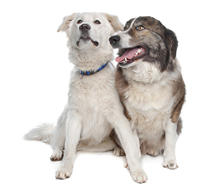 Aidi / Atlasský horský pes