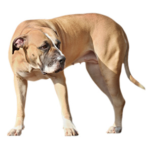 Boerboel / Búrský buldok