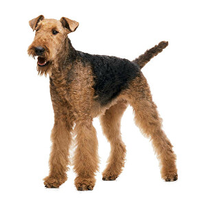 Airedale terier / Erdelteriér