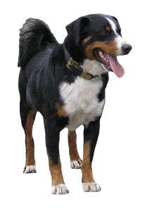 Appenzellský salašnický pes