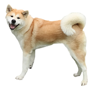 Akita-Inu