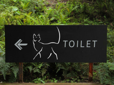 Jak vybrat záchod pro kočku