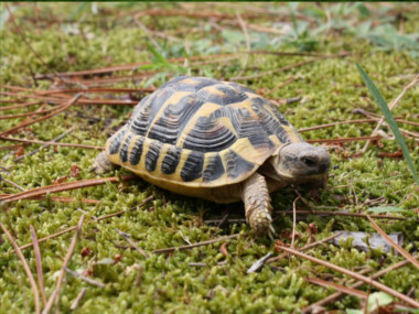 Jak zazimovat želvu