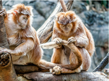 Péče o psí srst. Víte, jak správně na to?