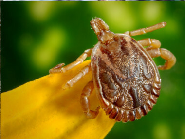 Dorazilo k nám jaro. S ním i parazité. Jak chránit naše psy a kočky?