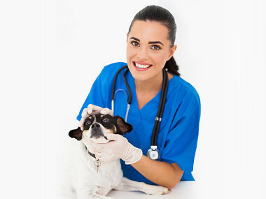 Nanostříbro ve veterinárních přípravcích