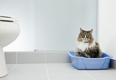 Jak vybrat stelivo do kočičí toalety