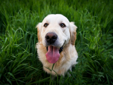 Proč psi žerou trávu?