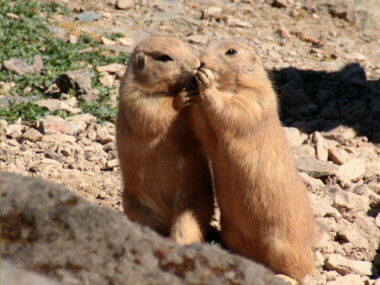 Psoun jako domácí mazlíček?