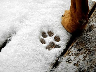 Péče o psí tlapky v zimě: stačí 3 kroky