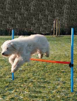 AGILITY překážka 3 tyče 129/115cm modrá/oranžová TR
