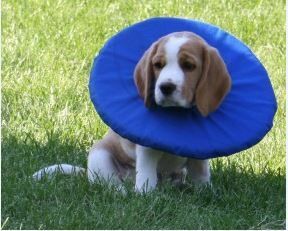 Límec ochranný měkký Tepaw vel.6 vnější pr.57cm