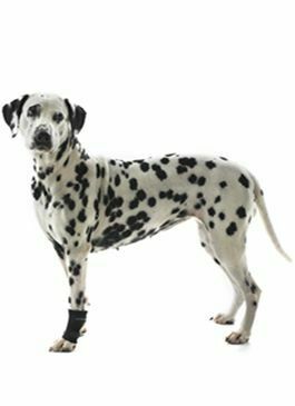 Bandáž Rehab karpální pro psa KRUUSE XXS