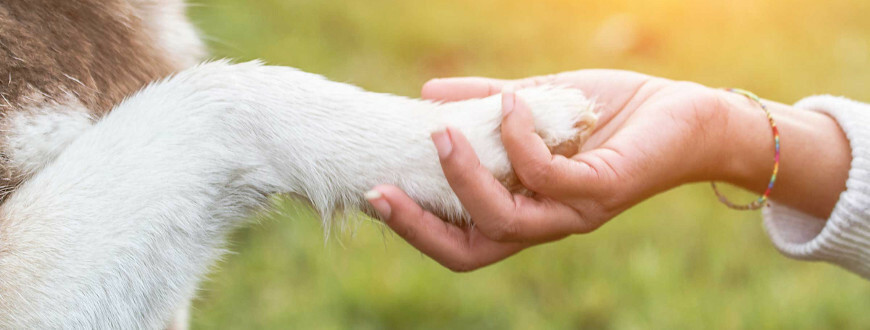 Péče o psí tlapky v zimě: stačí 3 kroky