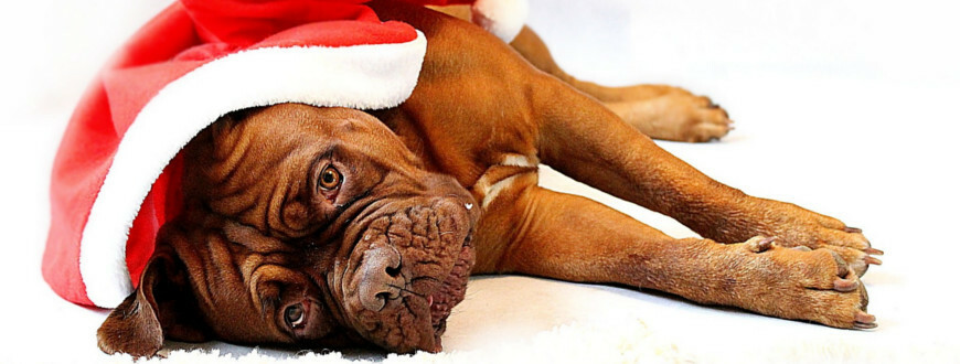 Jak vybrat vánoční dárek pro psa