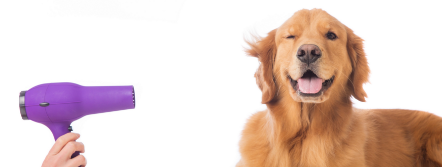 Péče o psí srst. Víte, jak správně na to?