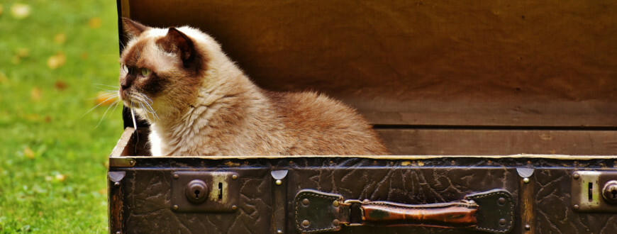 Jak vybrat záchod pro kočku