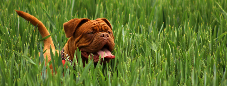 Proč psi žerou trávu?