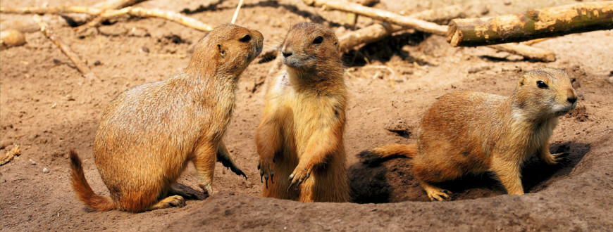 Psoun jako domácí mazlíček?