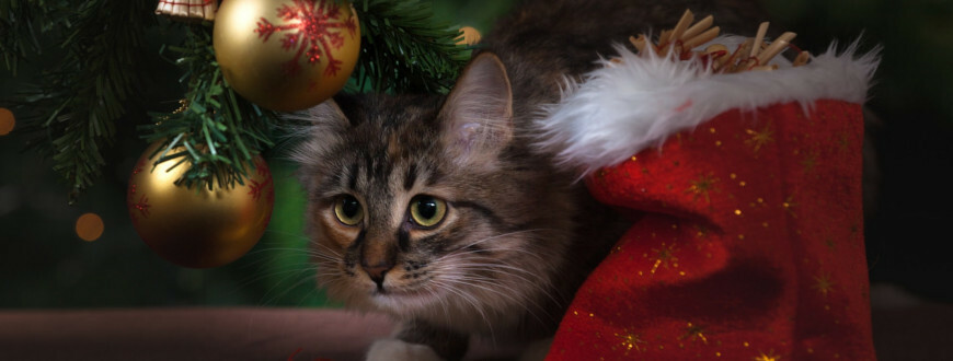 Jak vybrat dárek pro kočku