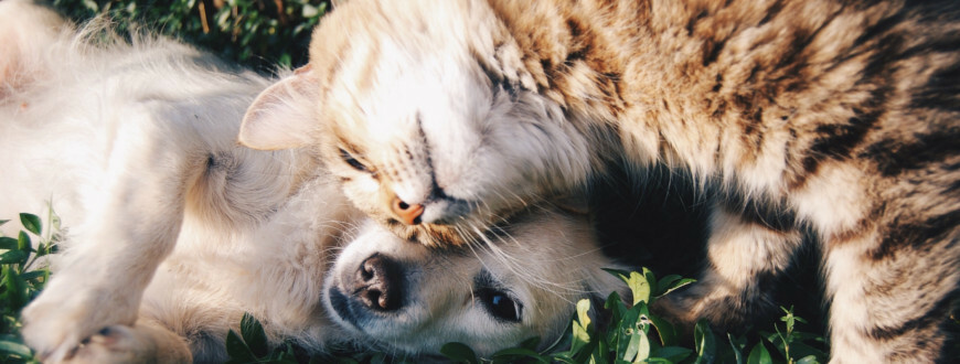 Dorazilo k nám jaro. S ním i parazité. Jak chránit naše psy a kočky?