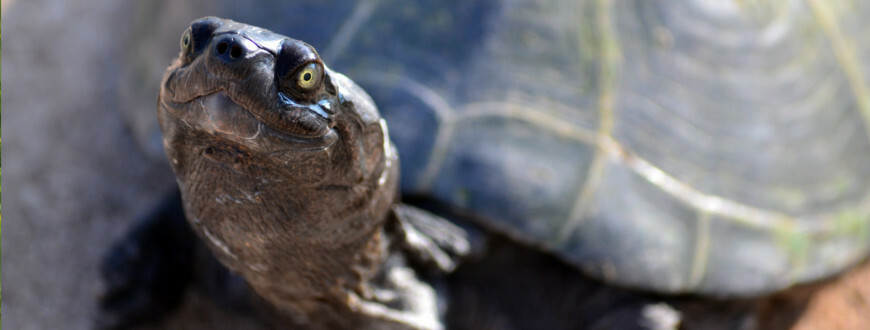 Jak zazimovat želvu