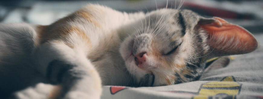 Feromony na zklidnění kočky